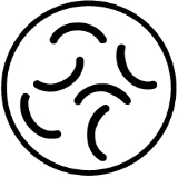 noee-ikonka